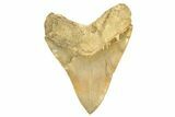 Serrated, Fossil Megalodon Tooth - Repaired Crack #226233-2